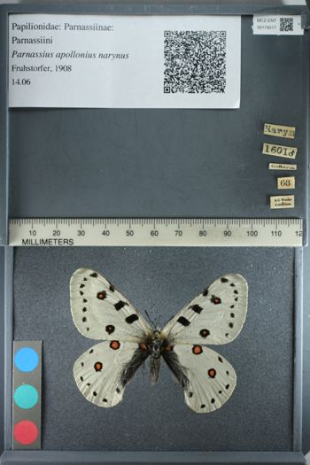 Media type: image;   Entomology 174217